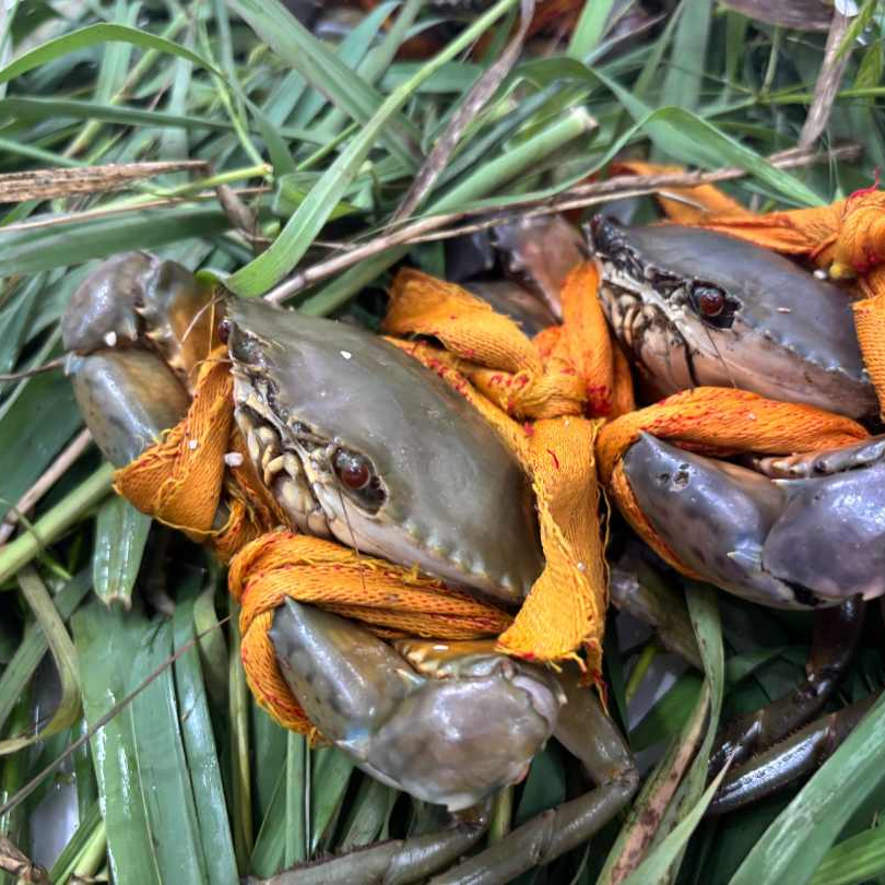 【1】三门青蟹改价现称链接（请勿抢拍）