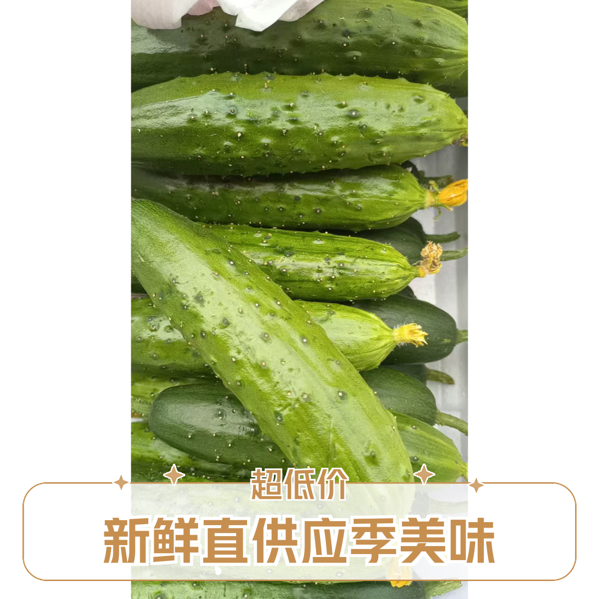 【农邦优选】旱黄瓜1.7斤左右