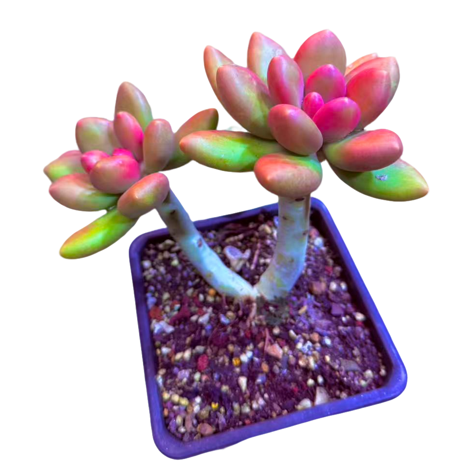 芒果奶多肉植物   柒喜多肉植物满19.9包邮直播间为标准精选