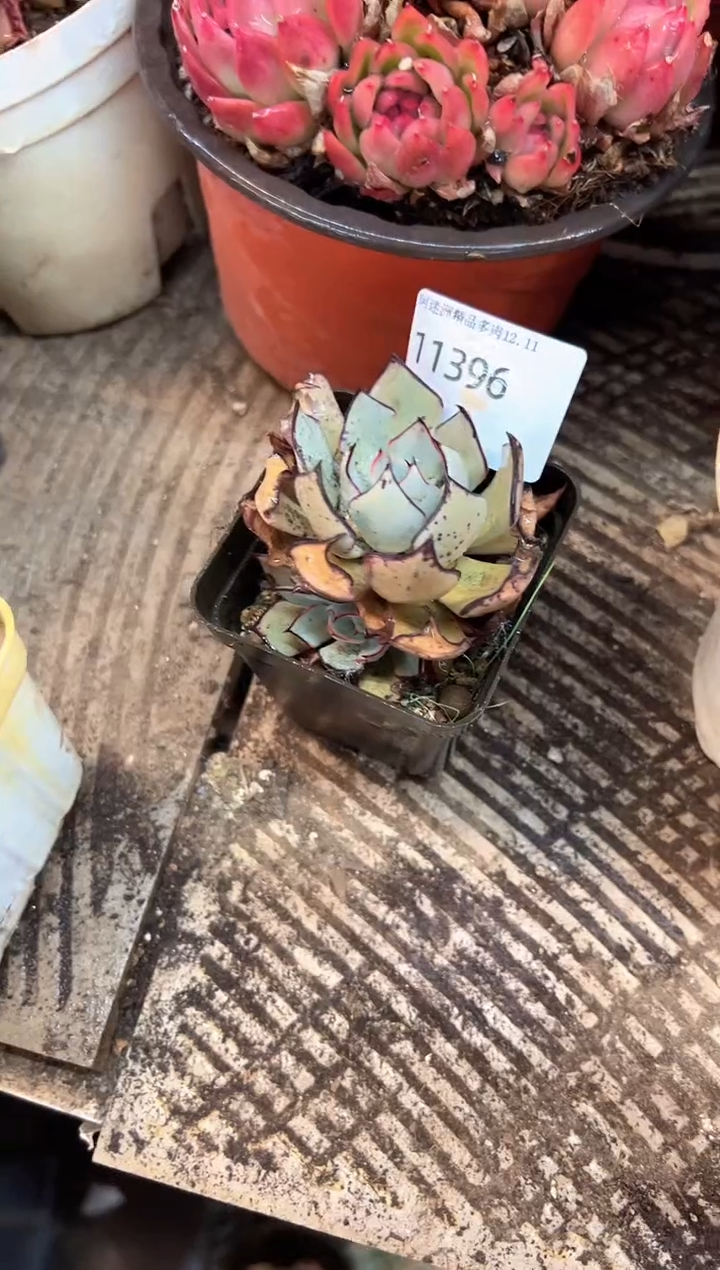 /****）多肉植物义务一排11396