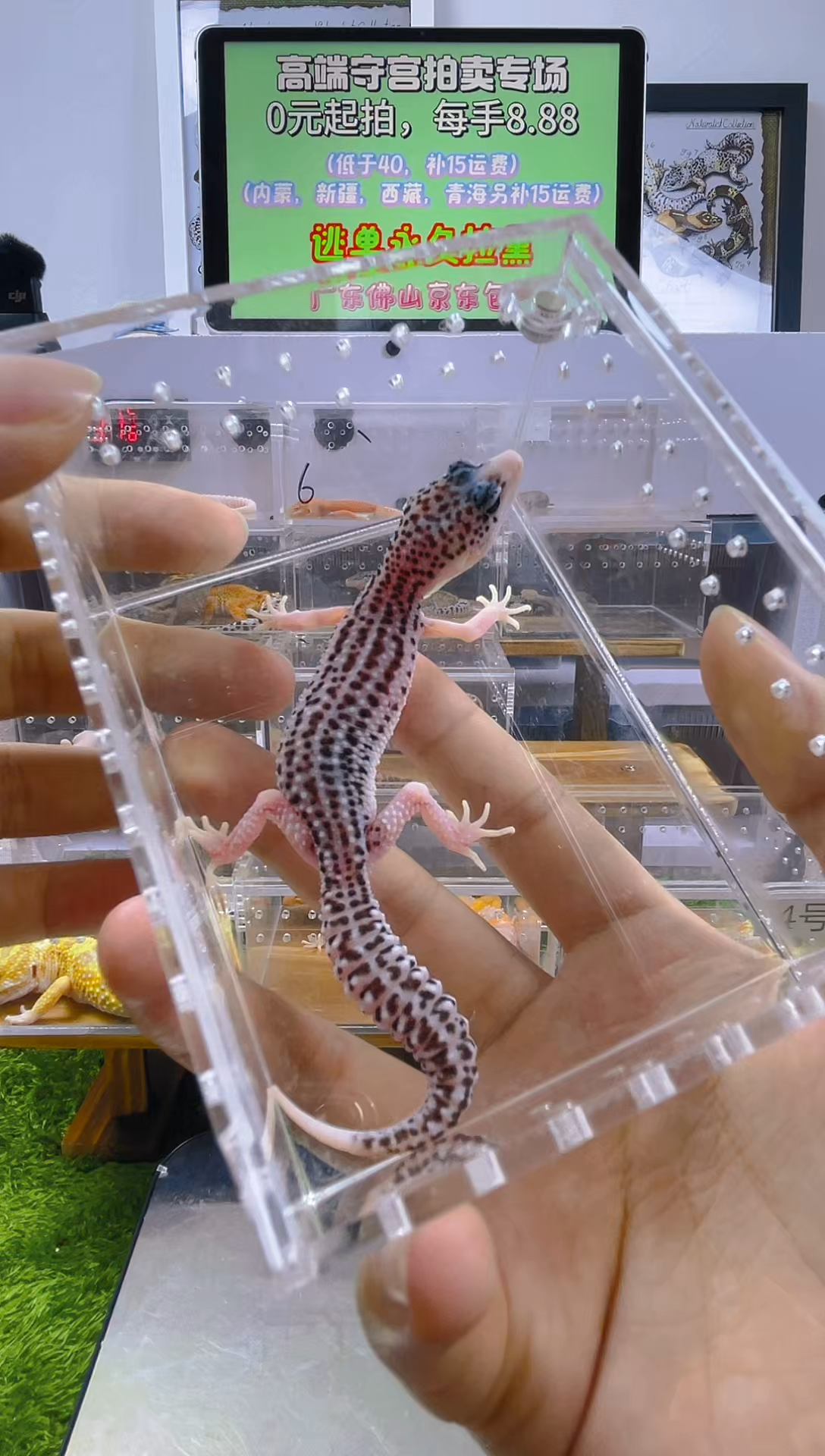 豹纹守宫豹纹肥尾苗子亚成成体