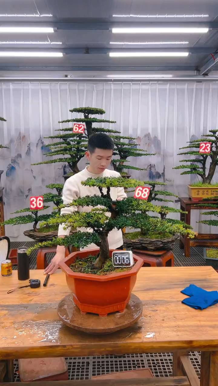 【闪购商品】紫砂精品盆景直播间一物一拍