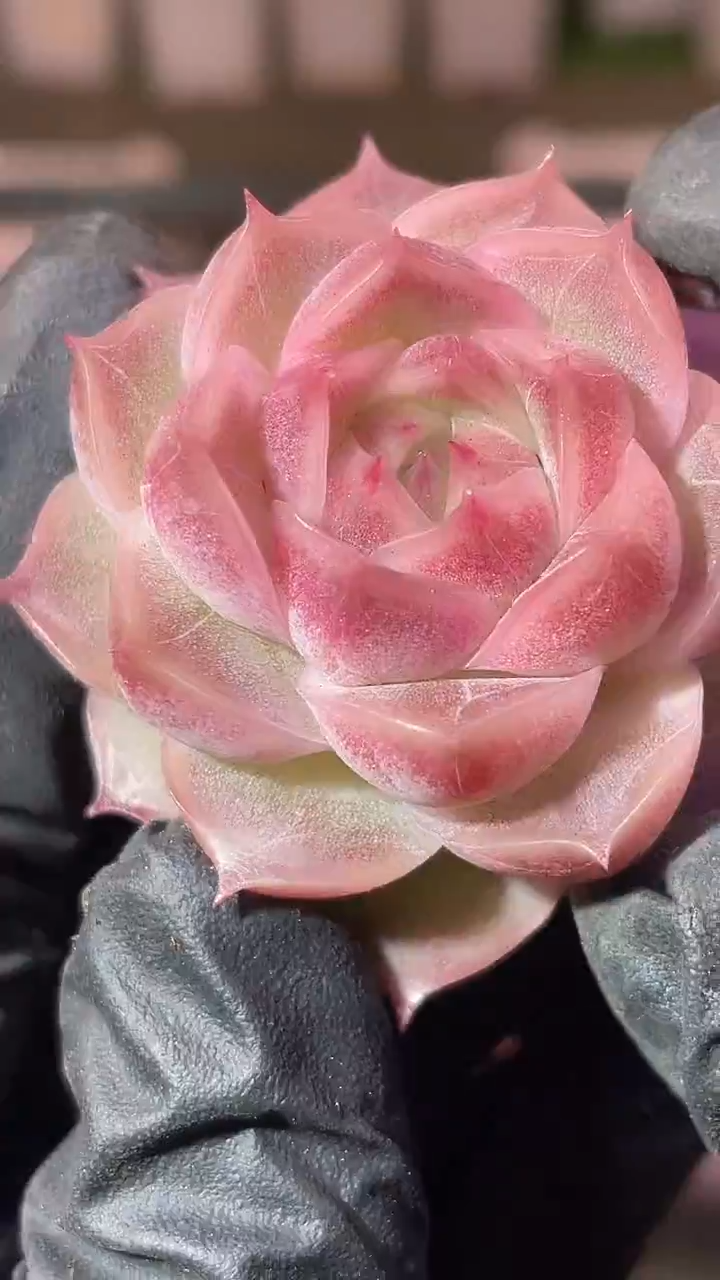 34-98 新珍妮2-3厘米量拍发一颗