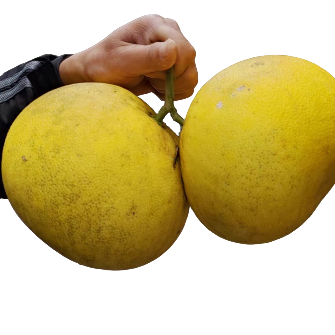 【梁平柚】土柚红心柚梁平柚农家自种重庆特产麻柚子现摘现发包邮