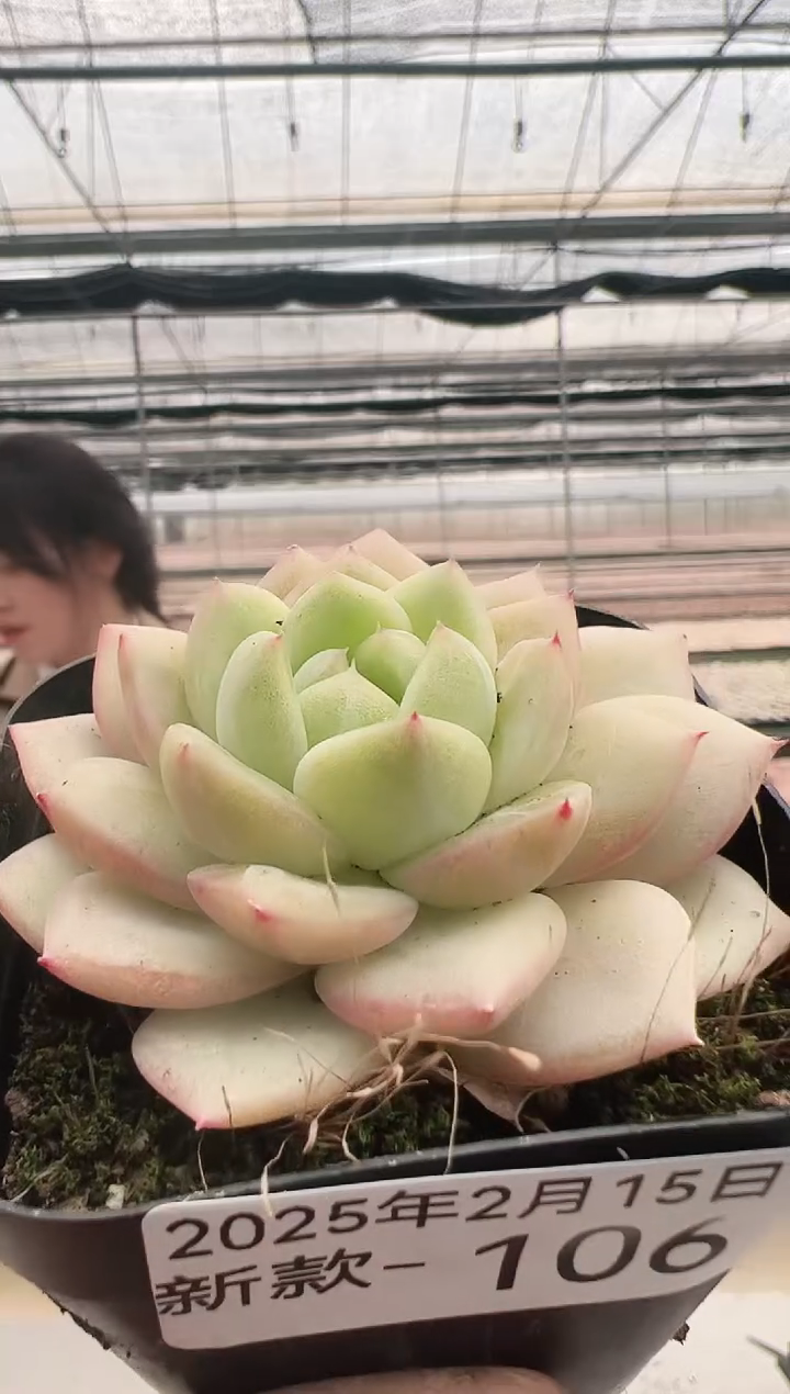 【闪购商品】新款多肉-106