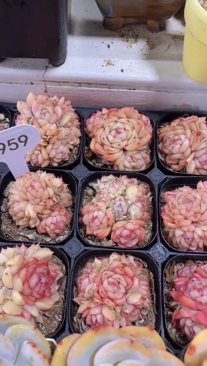 【闪购商品】D959-荔枝玫瑰群生带盆土（量拍）