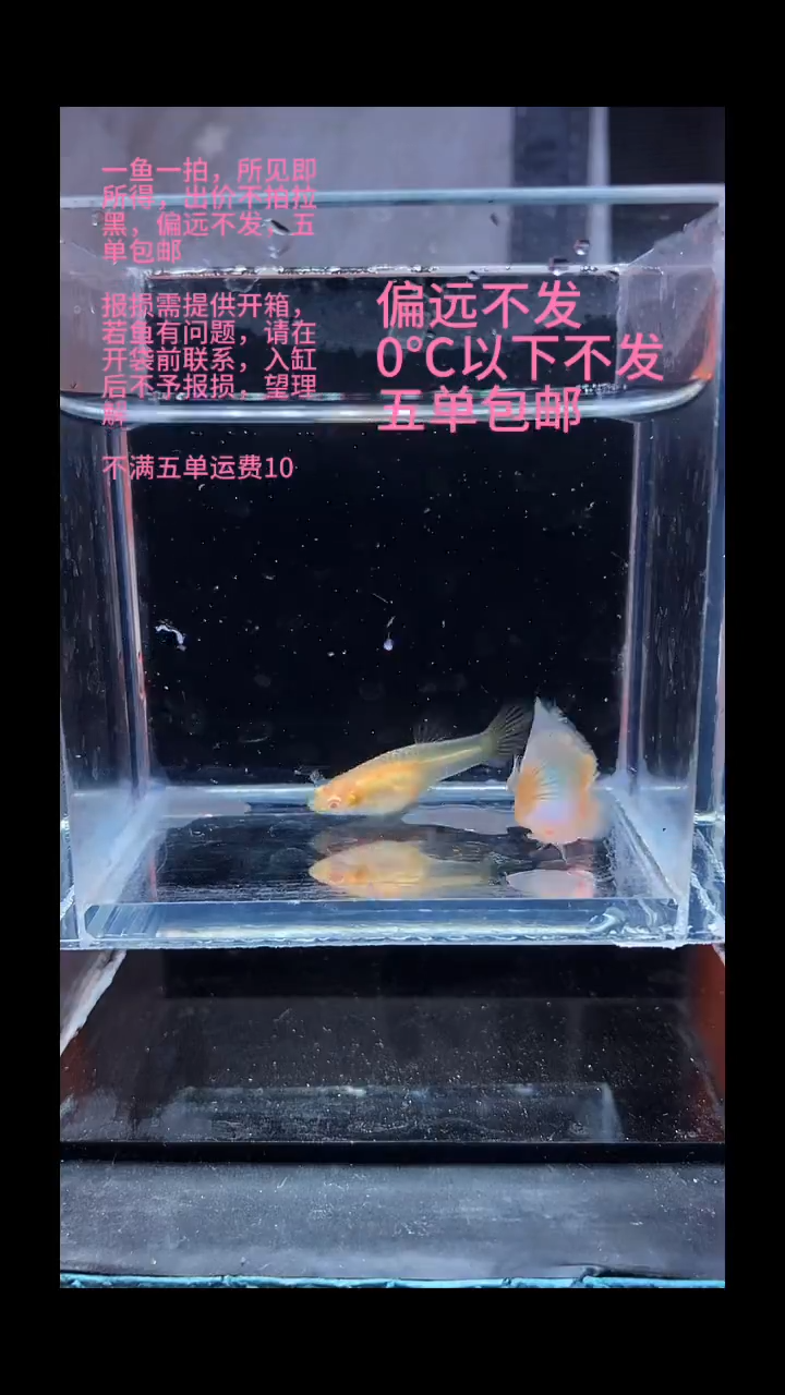 孔雀鱼孔雀鱼 15