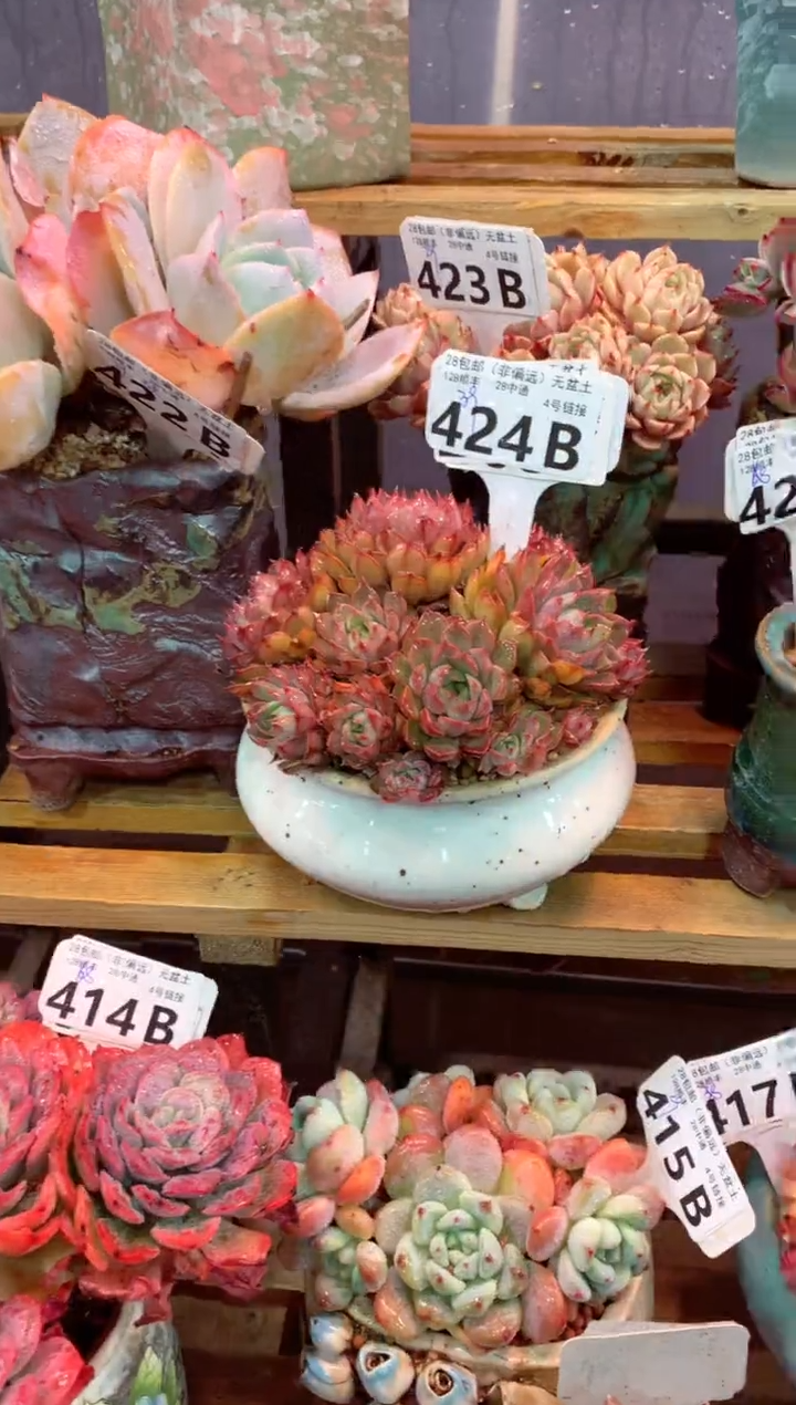 424B（一物一拍，精品多肉，w所见即所得 ）