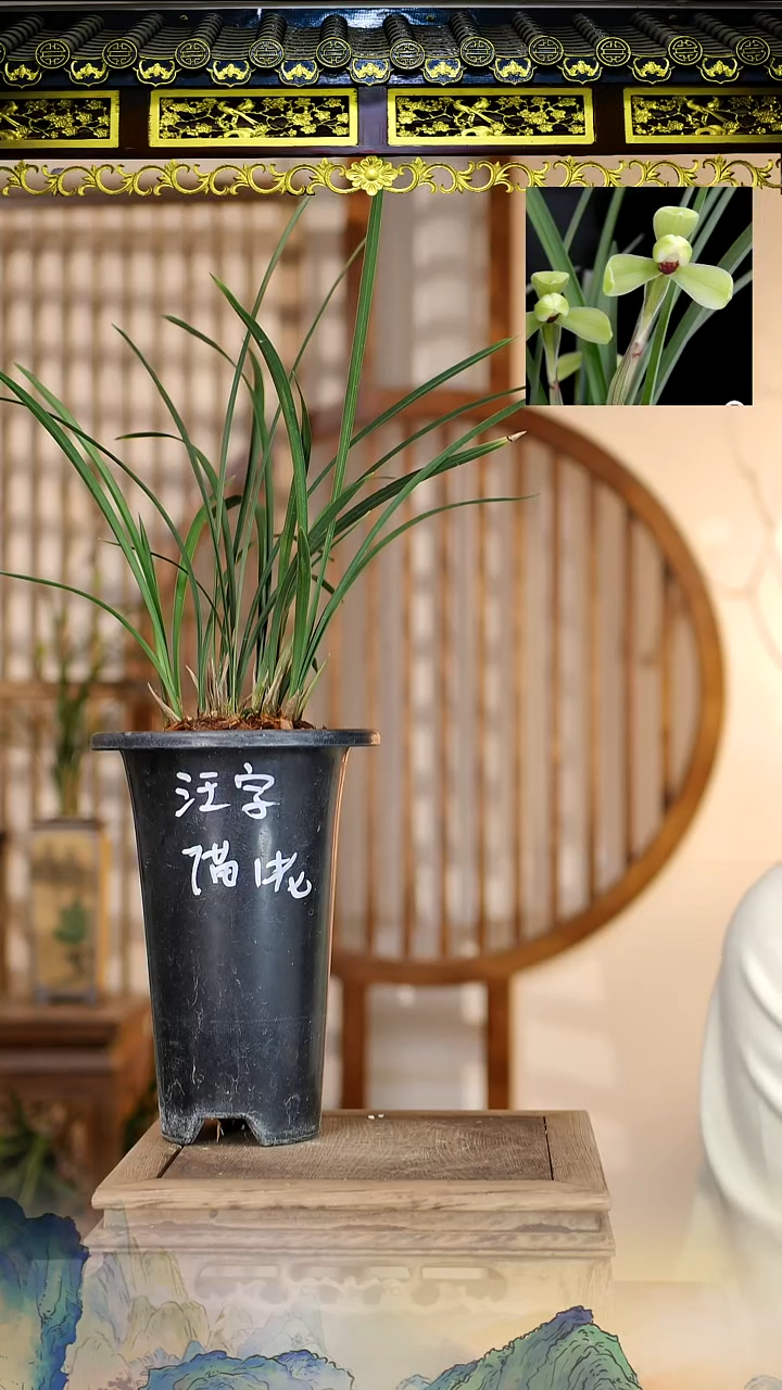 全部花苞春兰汪字7苗带花苞