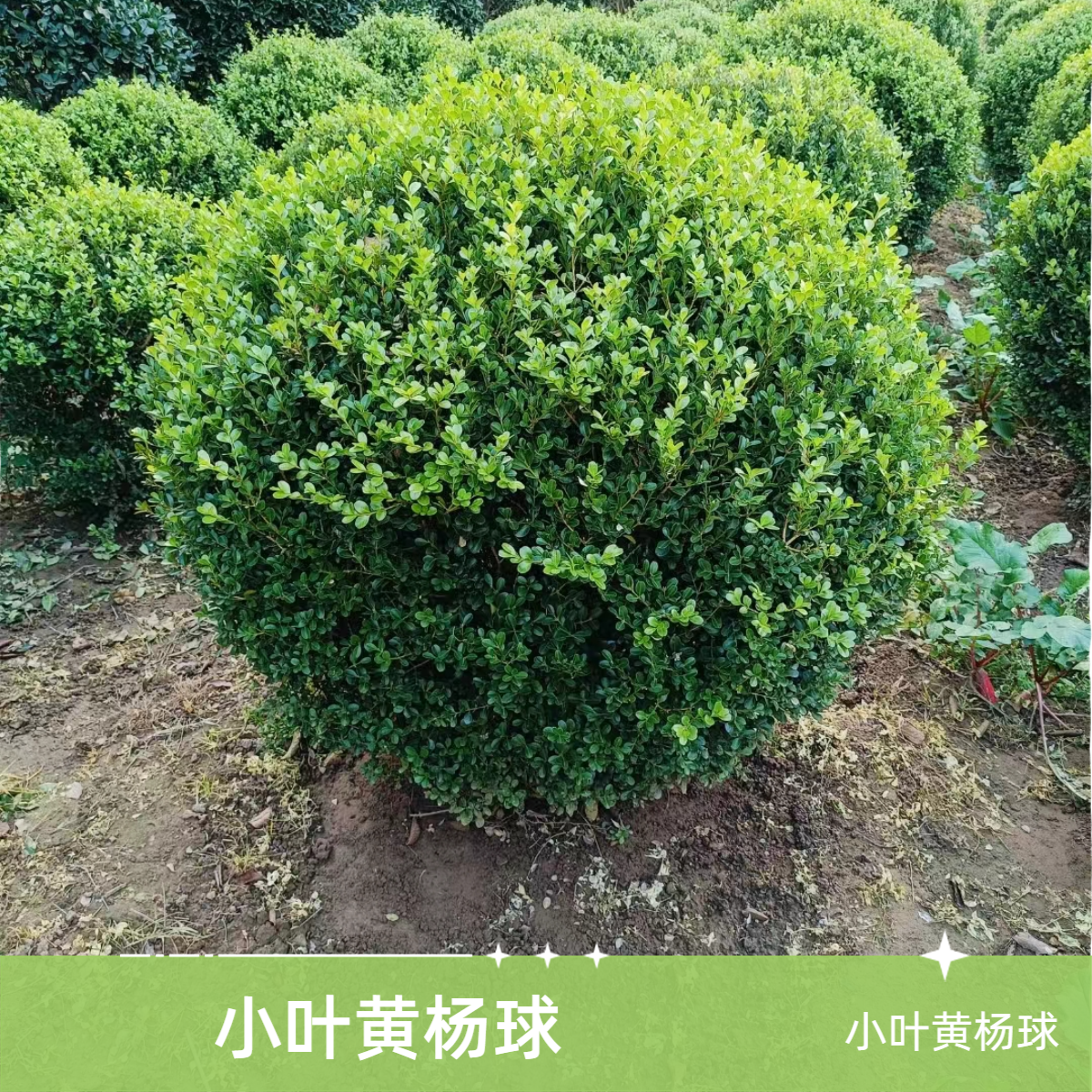 耐寒小叶黄杨庭院景观绿篱树苗绿化工程苗球苗独杆树苗万年青盆栽
