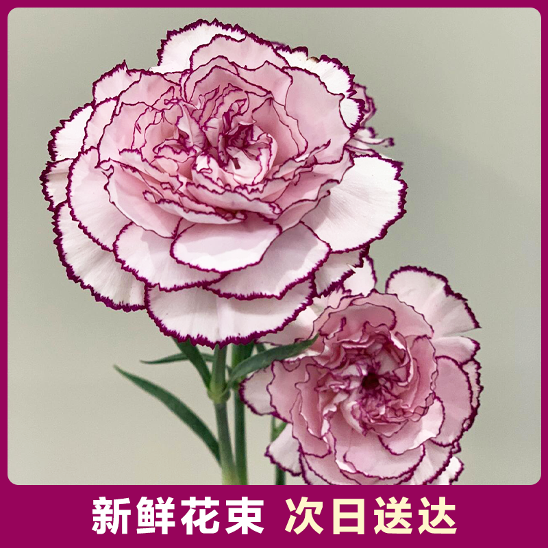 【康乃馨紫色5支】紫精灵