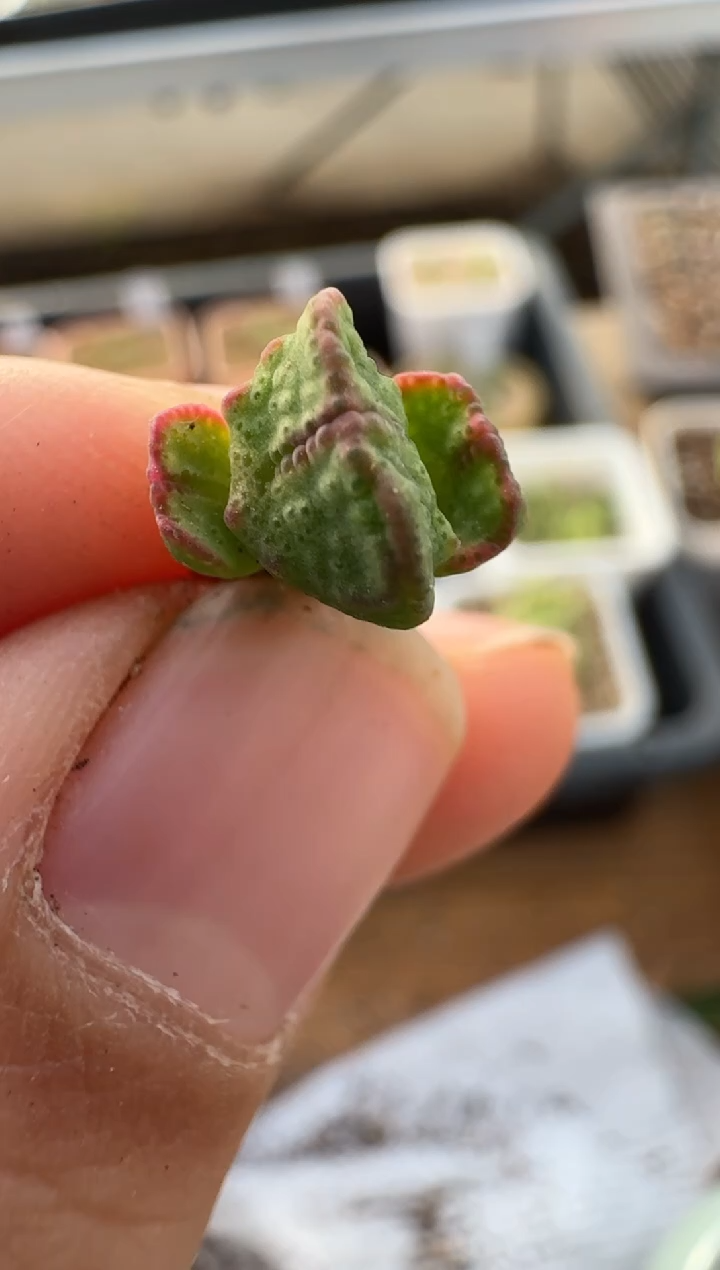 【闪购商品】2.5-223