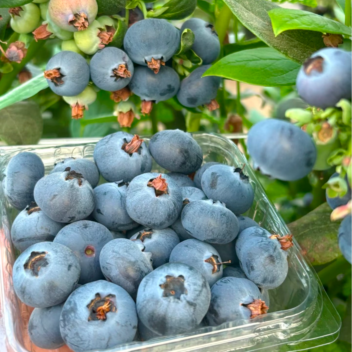 【翠宝宝】枝花妖 18+花香蓝莓 脆甜好吃 大凉山当季鲜果  只发川渝