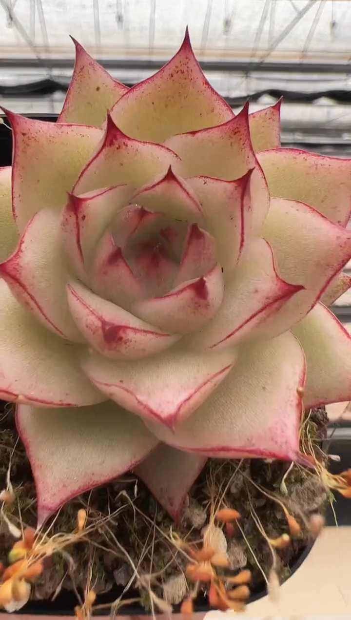 【闪购商品】新款多肉-254