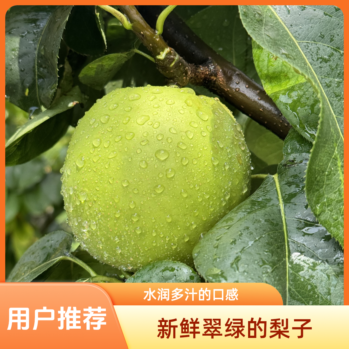 【邮政】安徽砀山翠玉皇冠梨现摘现发产地直发坏果包赔