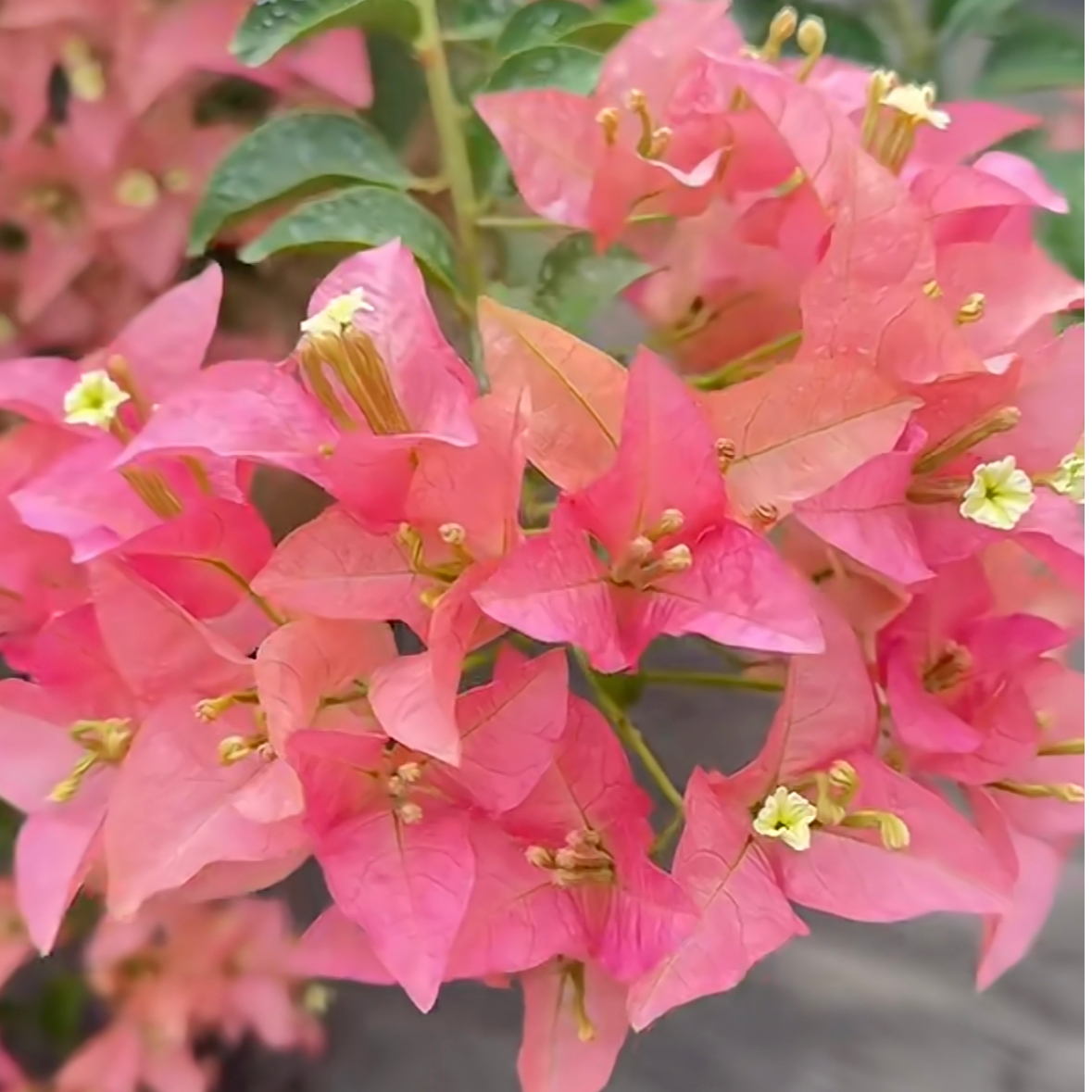 【卡亚塔】三角梅可飘枝垂吊爬藤懒人新手小白好养开花