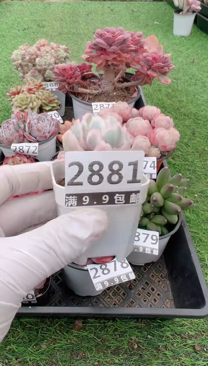 【闪购商品】信福多肉一物一拍