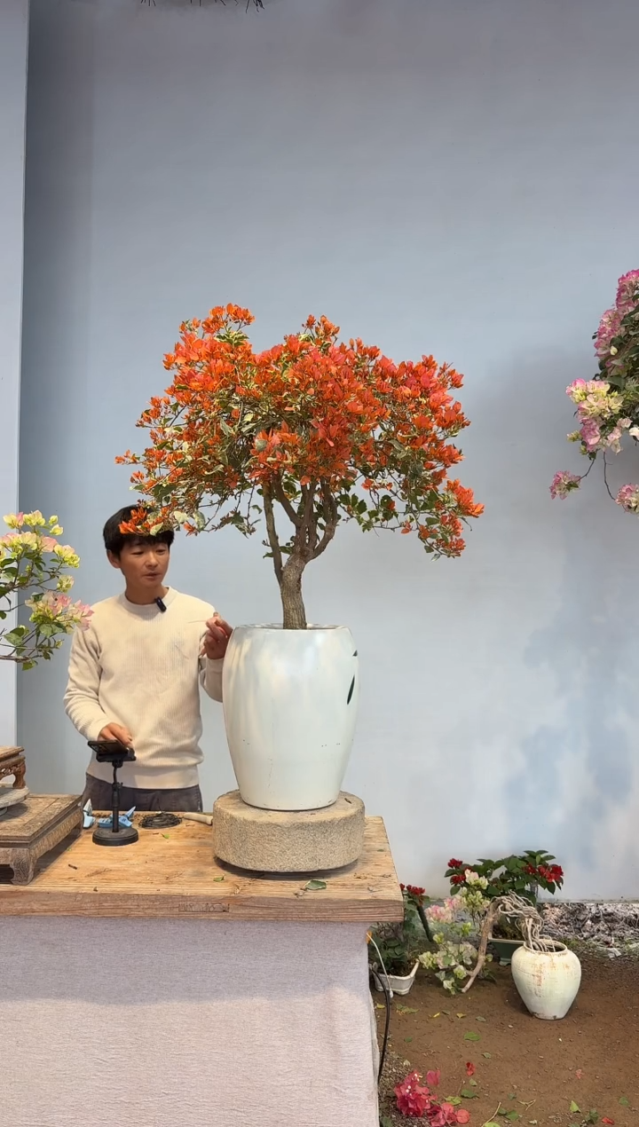 以实际为准三角梅41