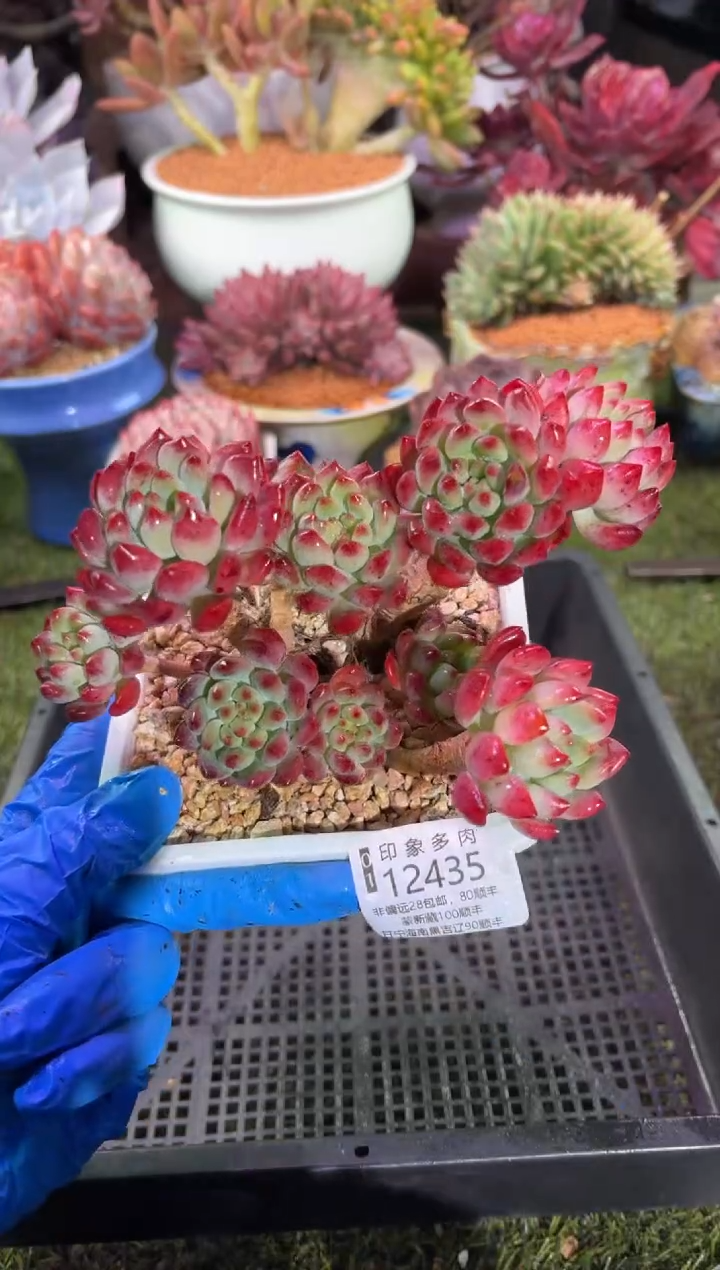 【闪购商品】12435