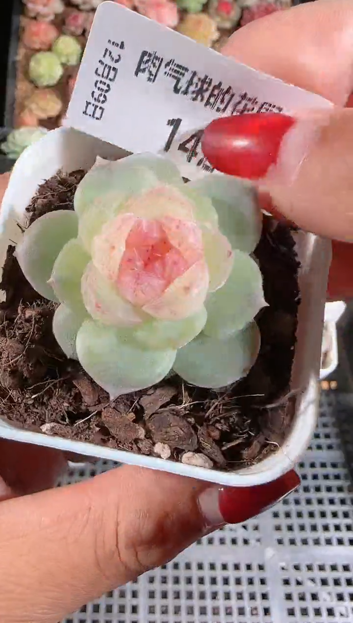 1209-142若梦多肉群生不包整