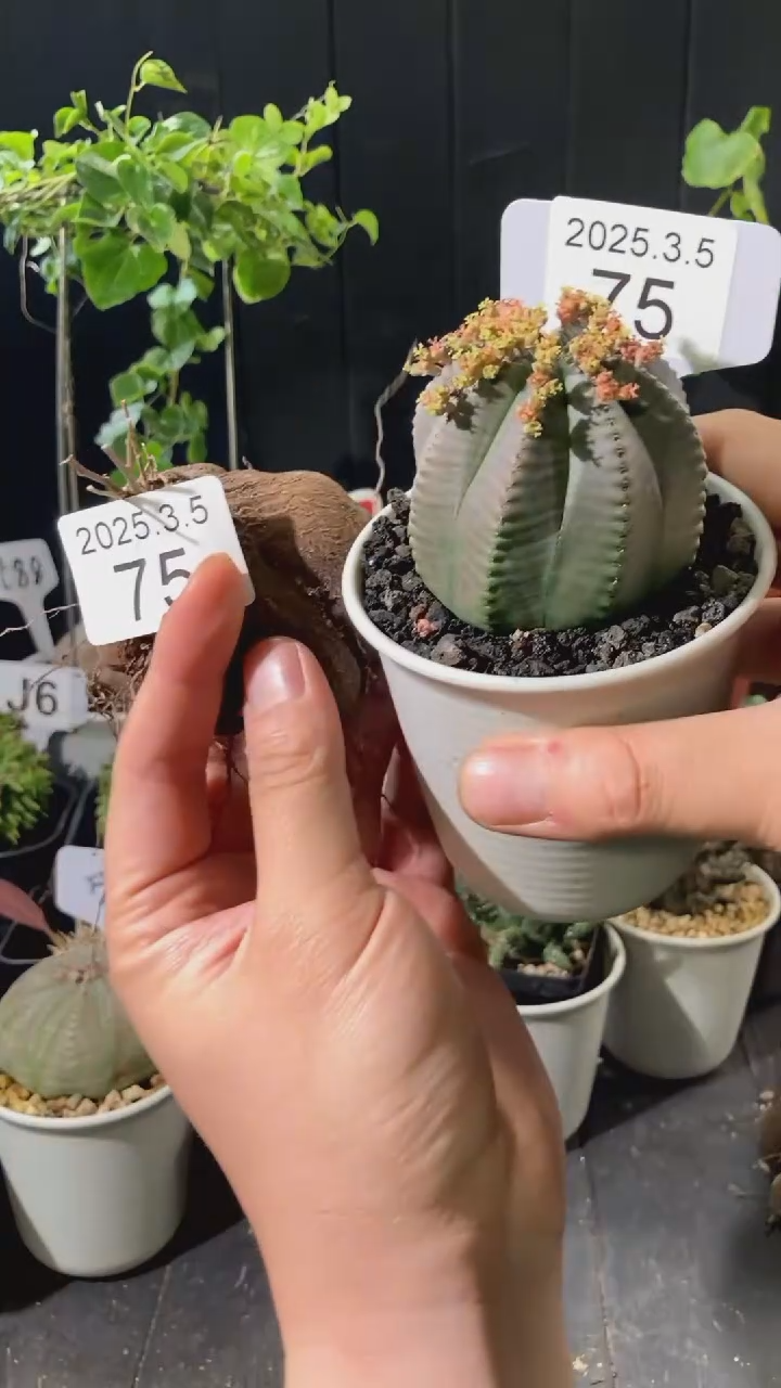 【闪购商品】实生布纹球3.5.75