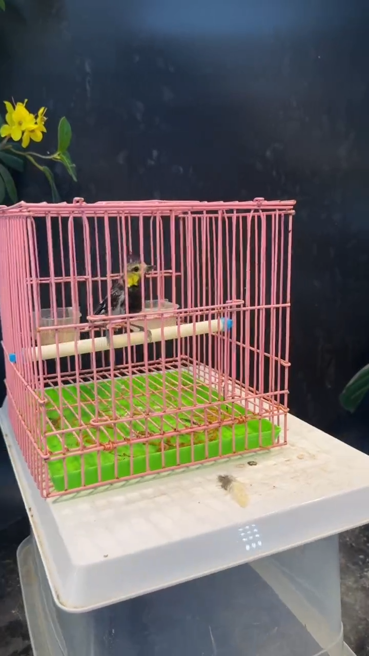 45号 秃头黄颊 养笼  0元起拍