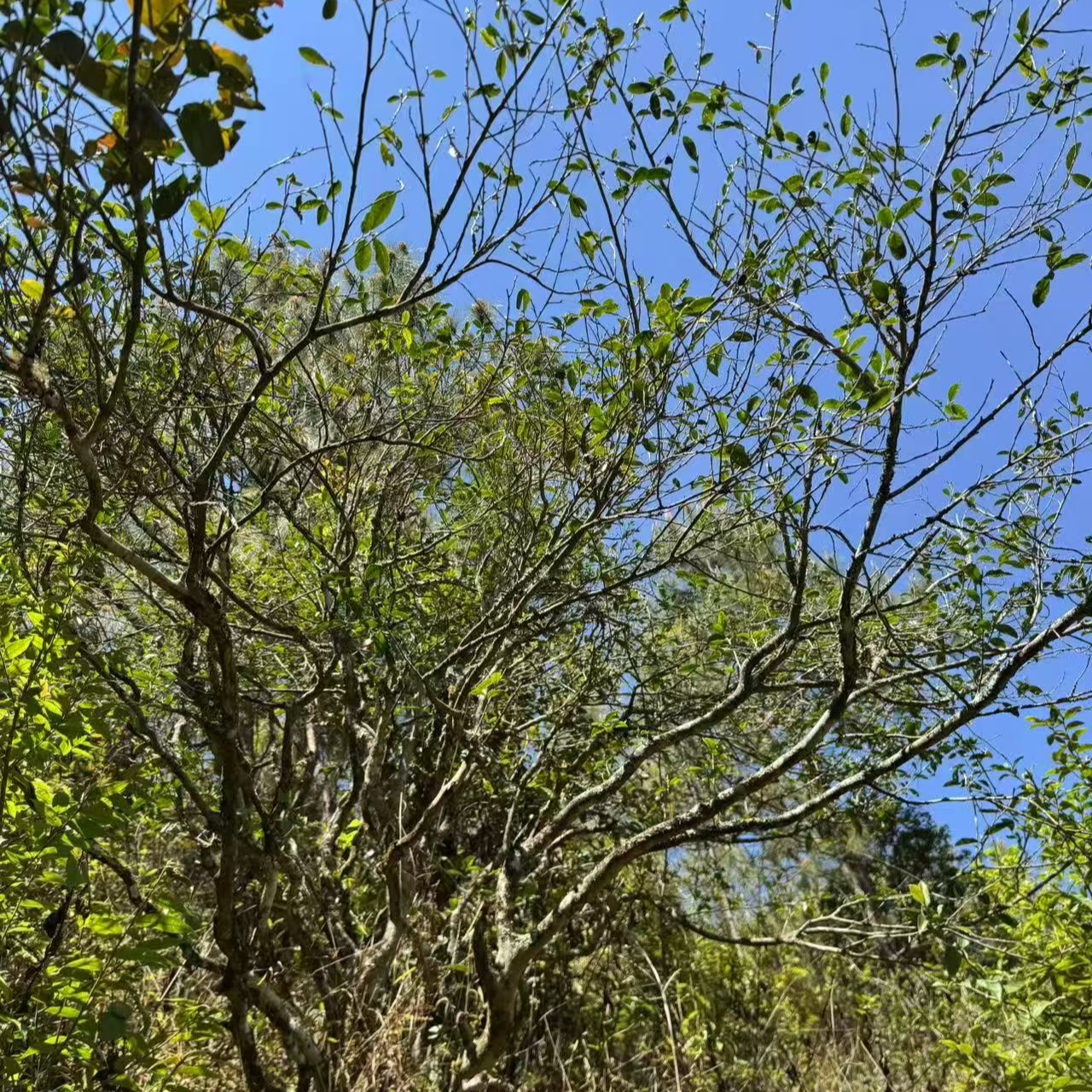 诚泰茶叶  老班章300g+帕莎紫芽单株