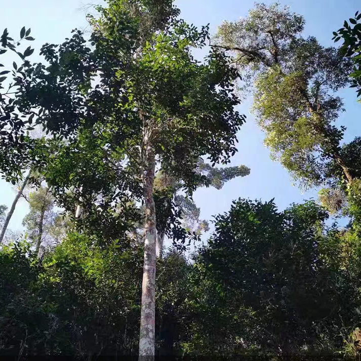 2025年蚂蝗箐高杆生茶散茶