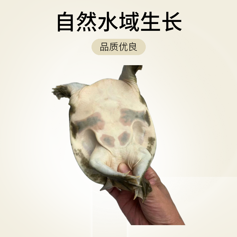 志屏溪水天然甲鱼