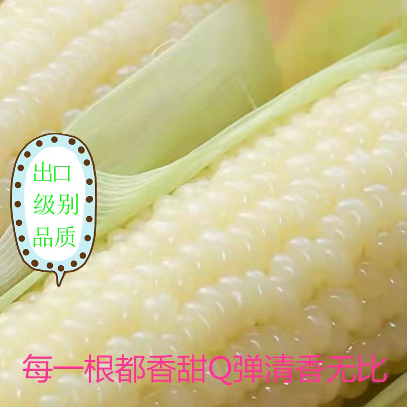 前进张玉白 甜糯玉米小12CM左右（散包装）介意勿拍