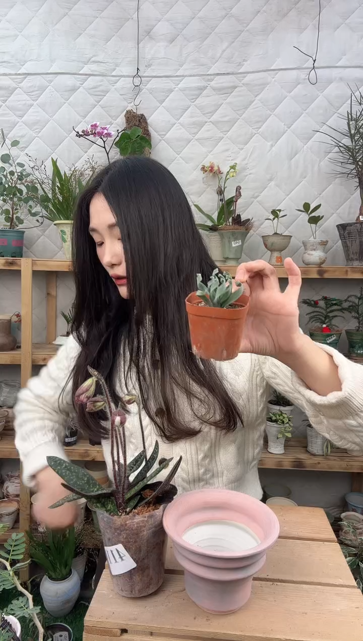无花朵426宽叶弹簧草育苗盆