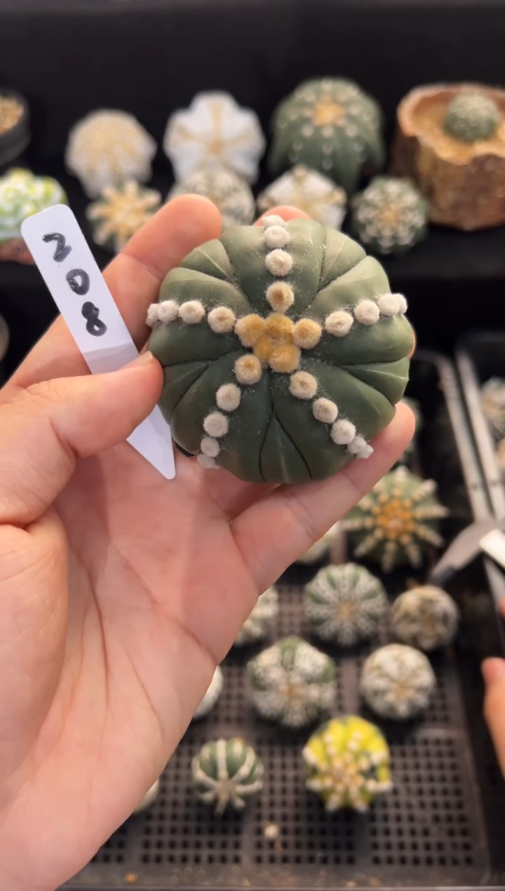 馒*不含盆土实生编码208