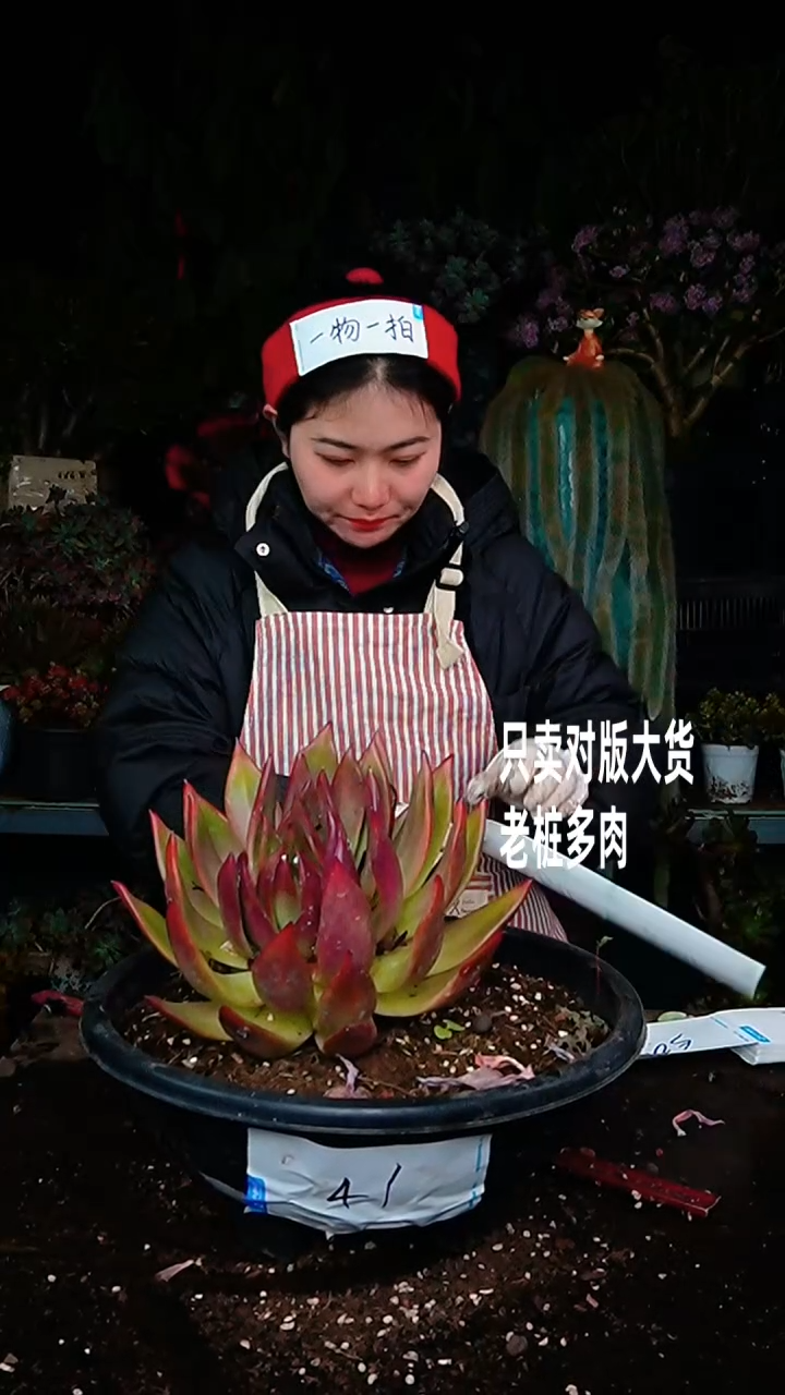 【闪购商品】弗兰克48号