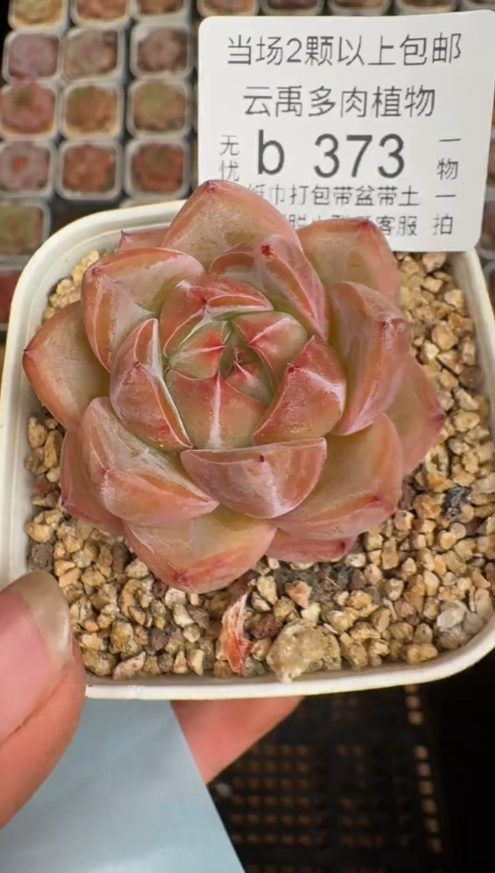 373b 珍妮多肉(6.5cm杯）一物一拍 带盆土发