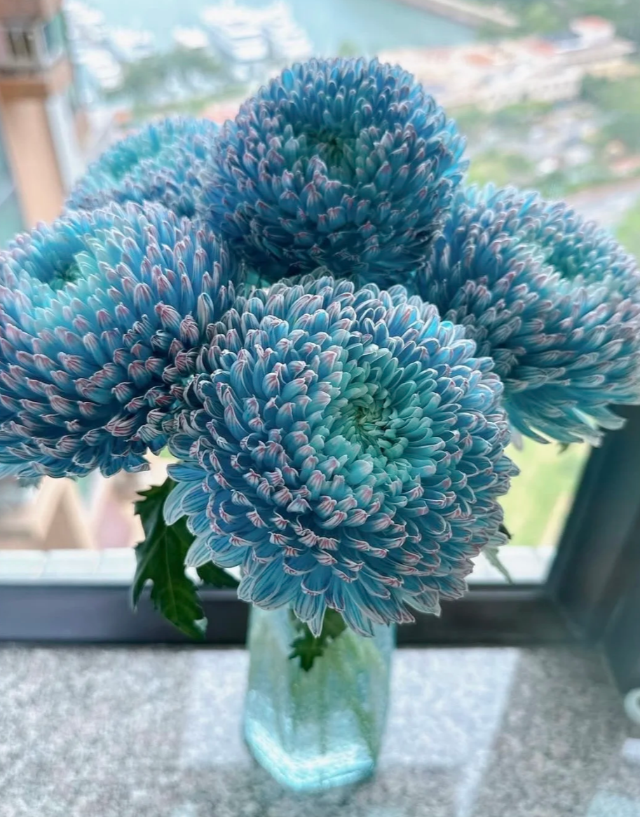 【A级青花瓷牡丹菊】高颜值超长待机花期长 家居鲜花