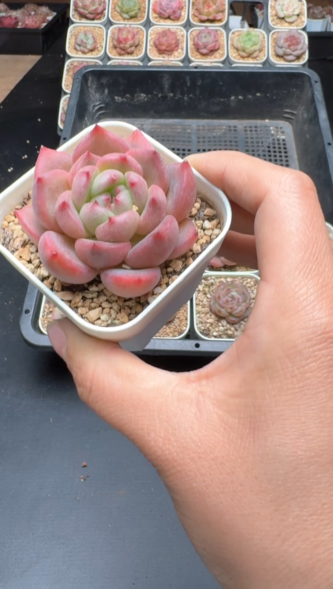 【闪购商品】008B物拍多肉带盆土6.5杯拍3颗包柚