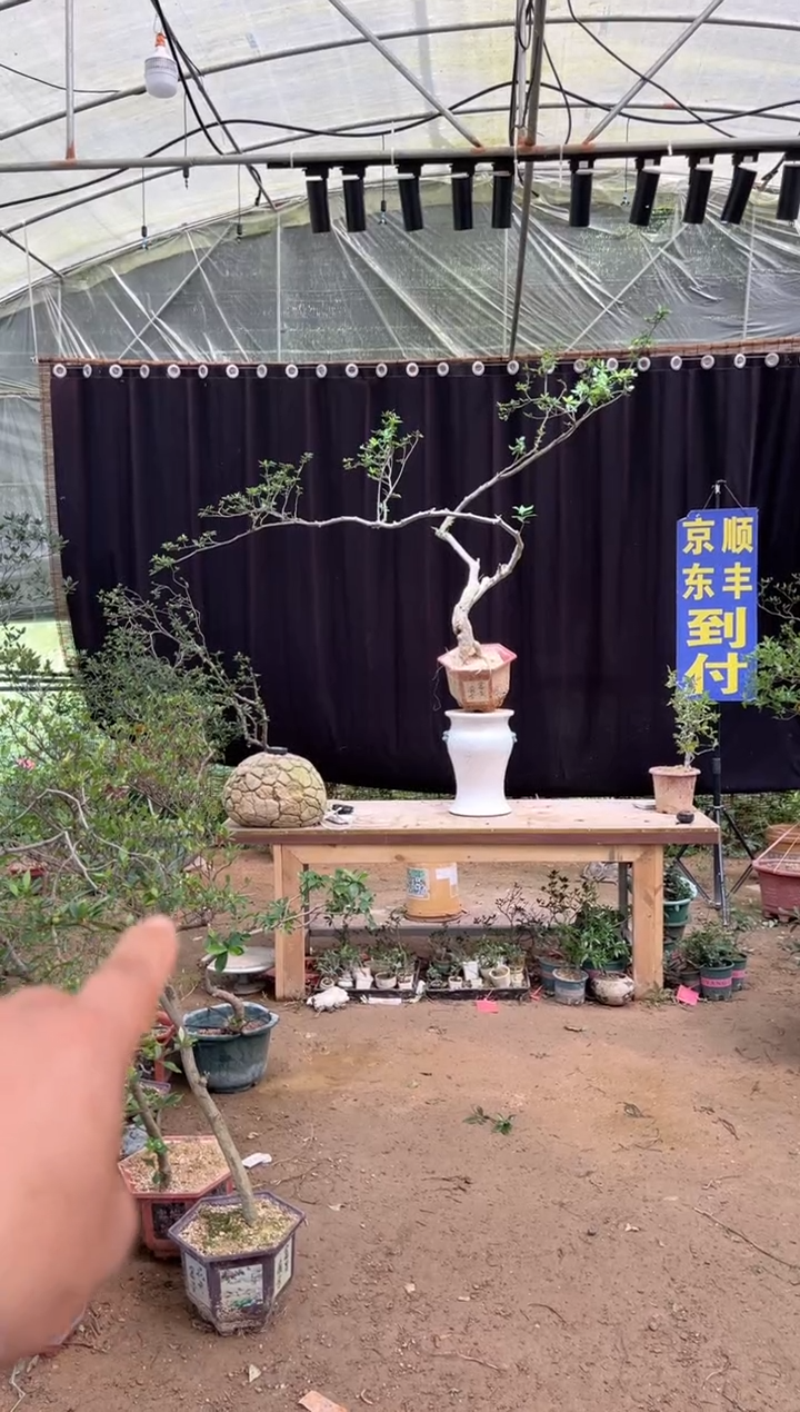 当前无花朵，栽培后可花朵T***t海岛栀子花