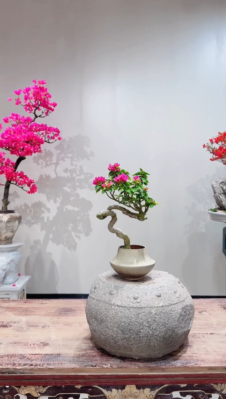 【闪购商品】盆景小桃红