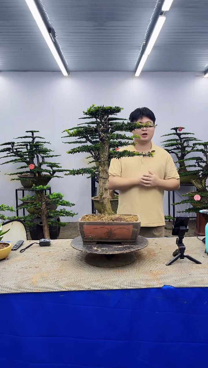 无花朵一物一拍，所见即所得