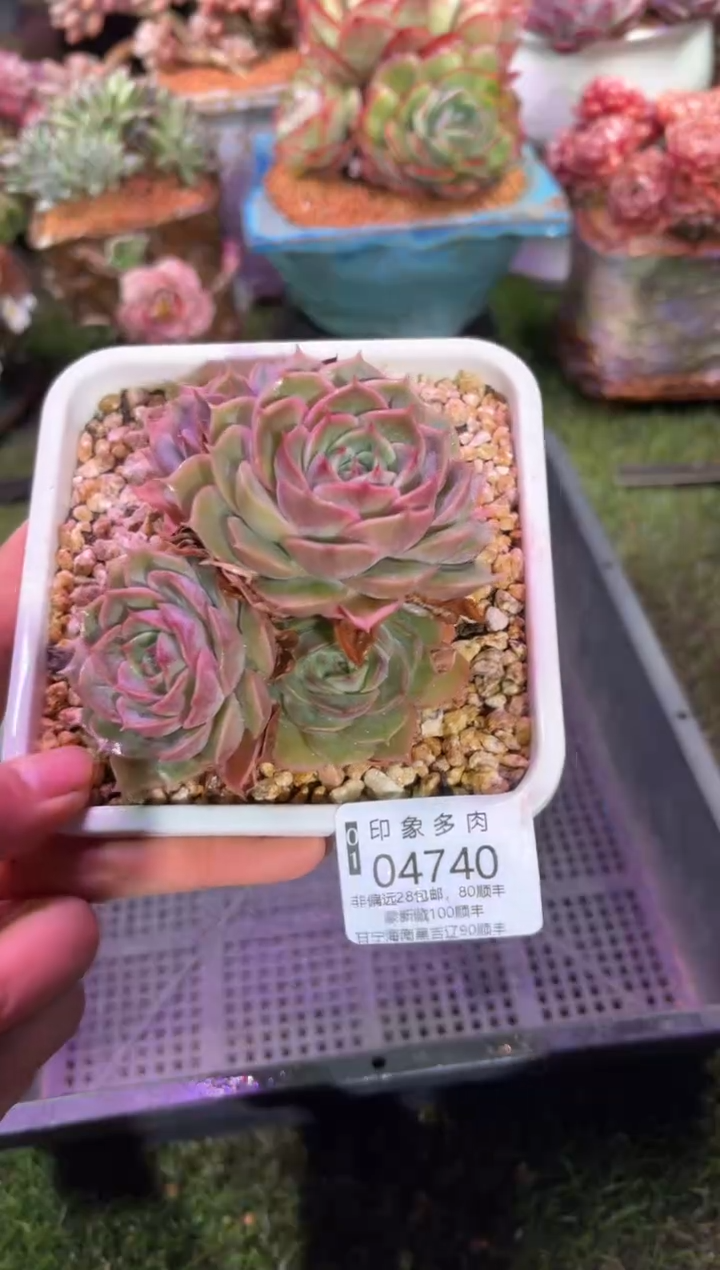 【闪购商品】04740