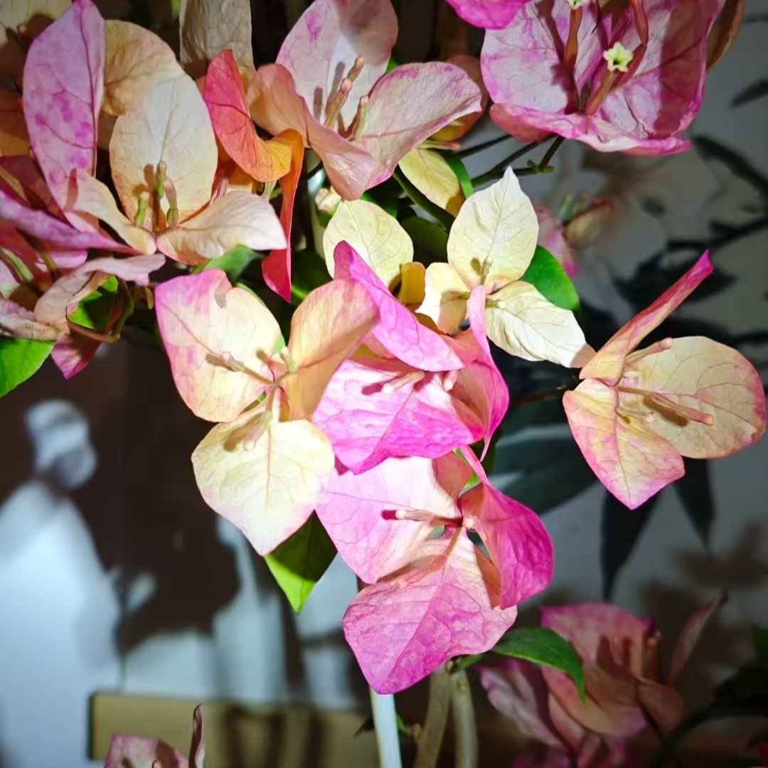 【阿朱娜】三角梅喜光易养护室内外庭院观赏花卉原盆土根系好