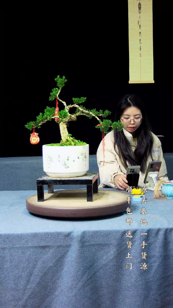 【闪购商品】黄杨盆景黄杨盆景