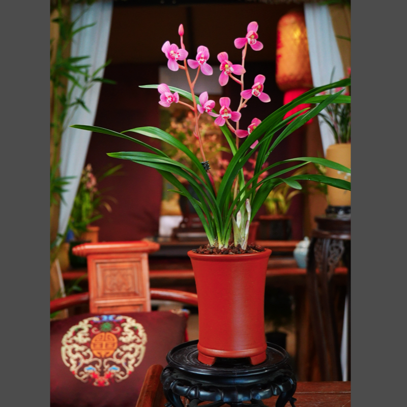 建兰荷瓣铭品【粉玉芙蓉】带花苞带朱红泥刻绘盆清香型高雅兰花盆景