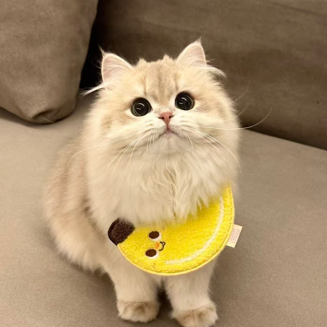 （夜猫子猫猫馆）猫猫活体