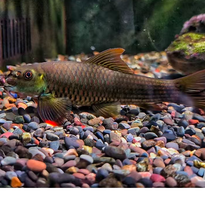 桥街墨头鱼红鳍原生观赏鱼冷水淡水可除藻好养吉罗溪流搭配鱼