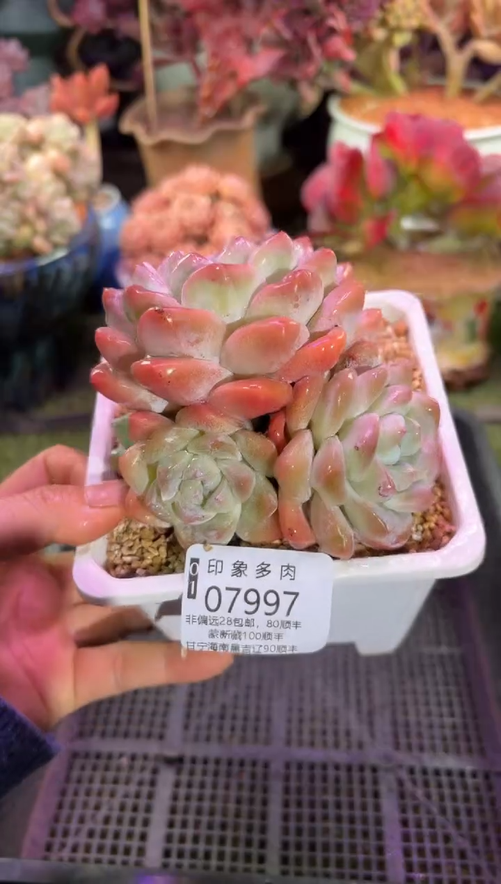 【闪购商品】07997