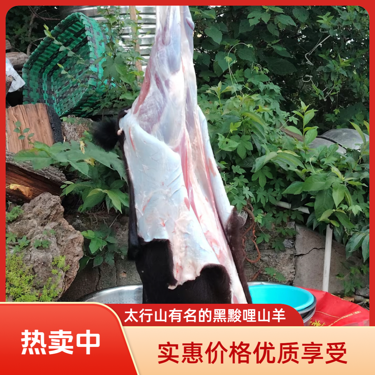 【李司令】太行山黑黢哩羊肉羔羊手抓羊肉羊排羊后腿羊蝎子