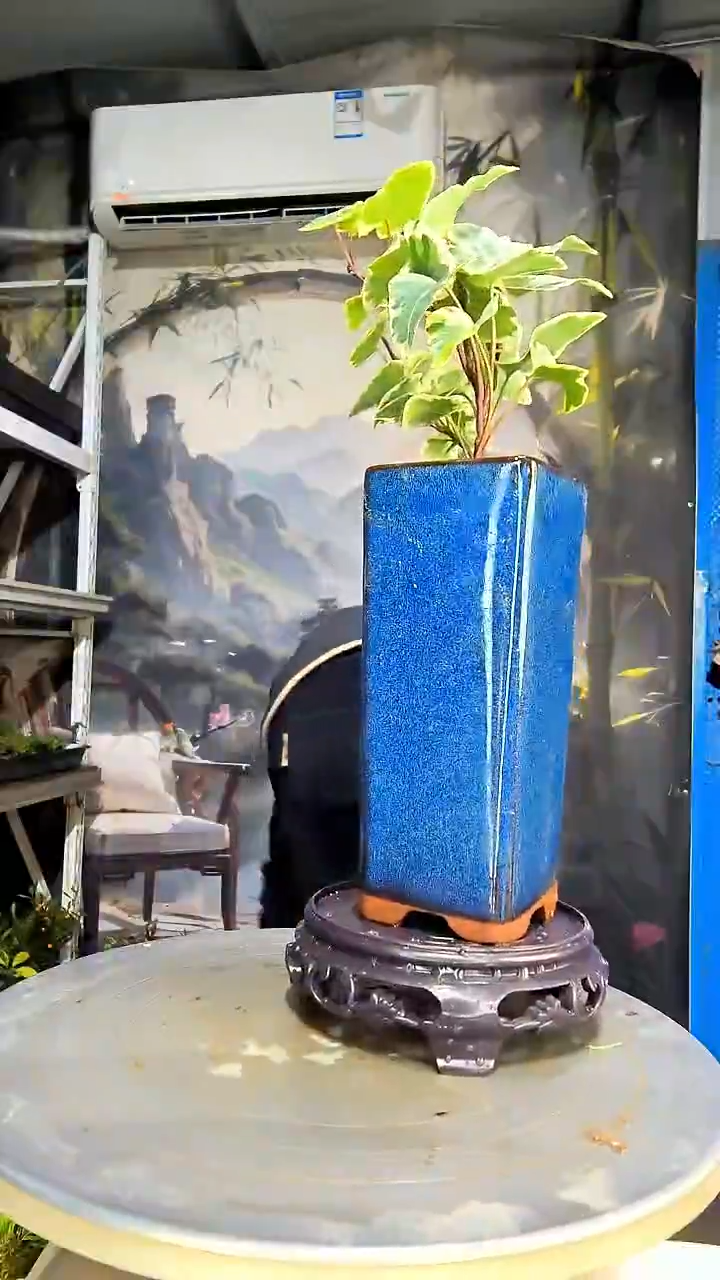 尔*中青园艺一物一拍花259