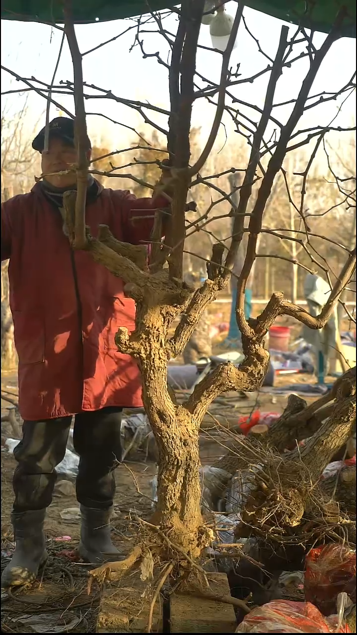 完全开放枣树340