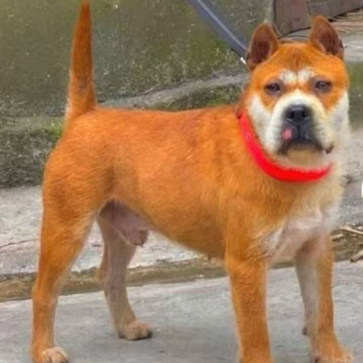 贵州雷苗妹中华田园犬